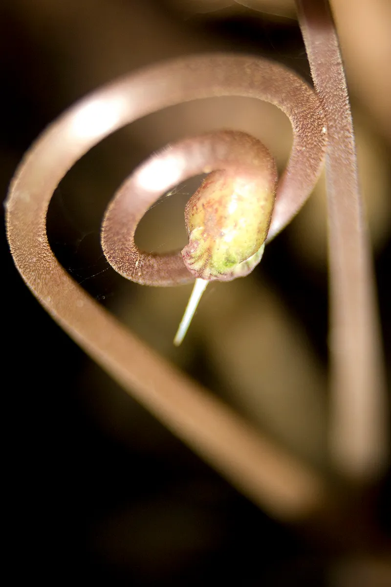 Spillo serpentino