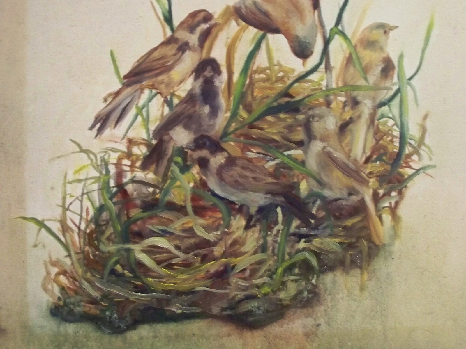 Natura morta