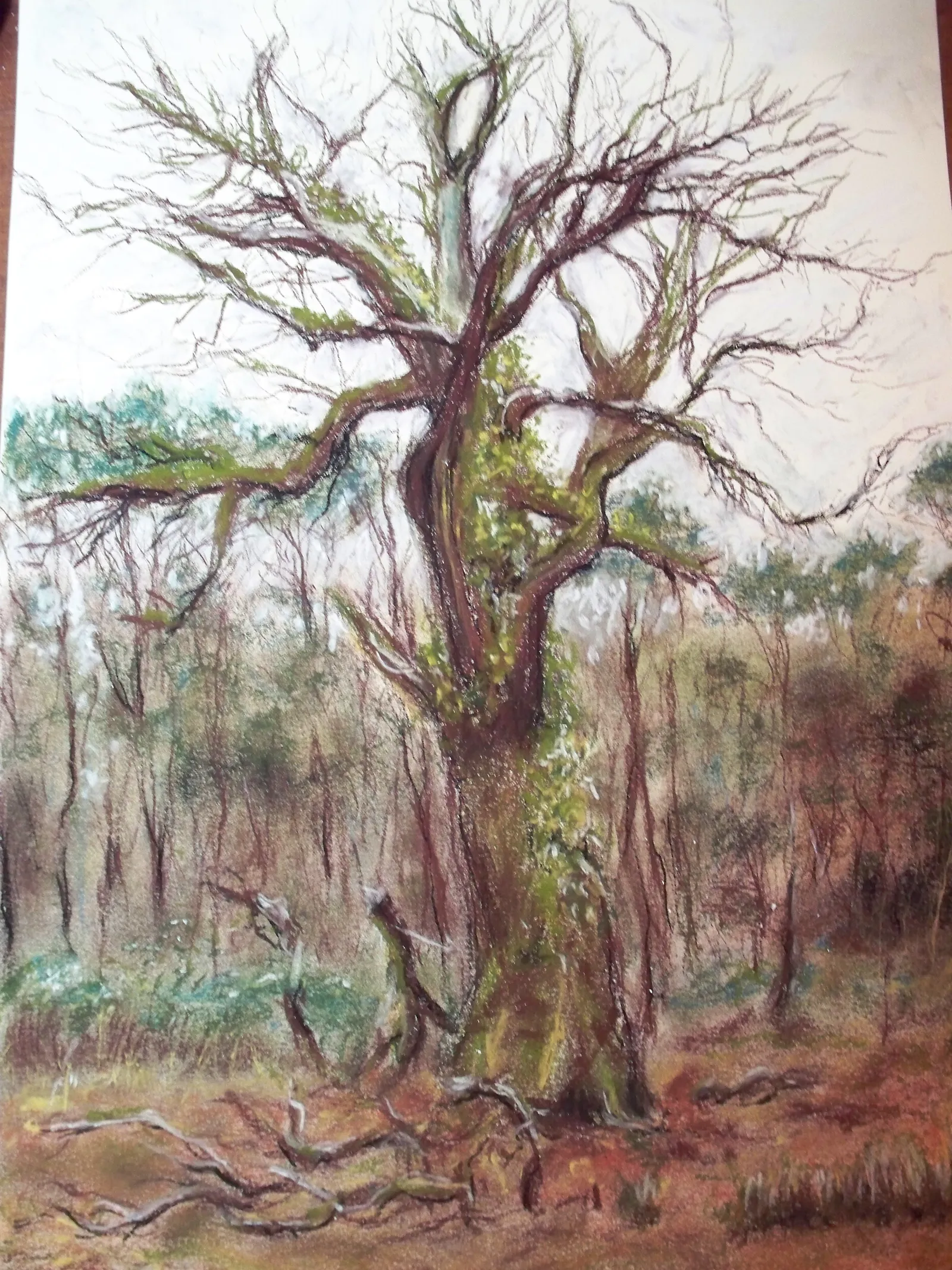 Quercia