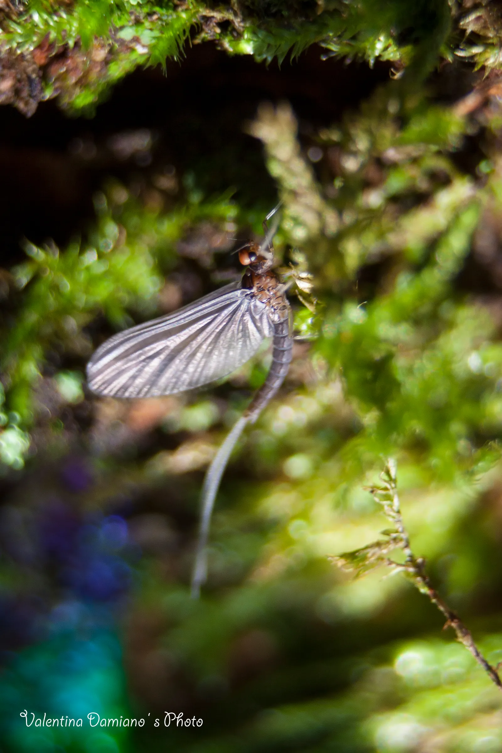 Libellula