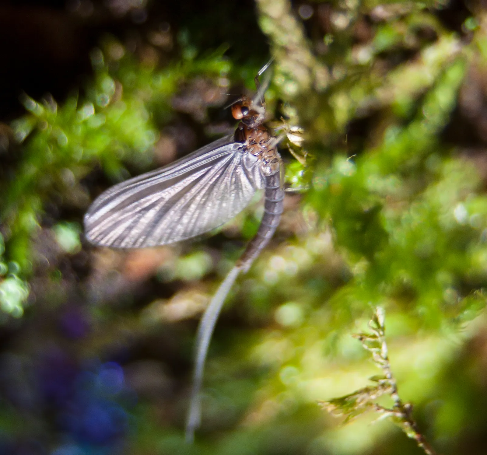 Libellula